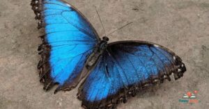 Butterfly Puns