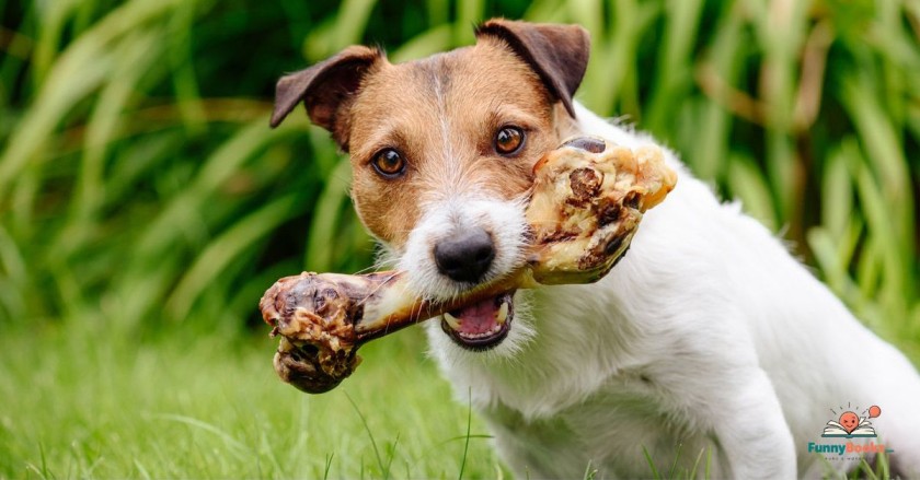 Dog Bone Puns