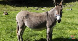 Donkey Puns