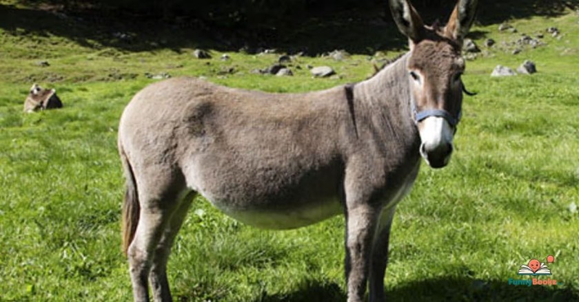 Donkey Puns