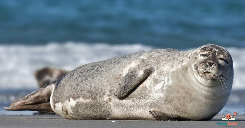 Seal Puns